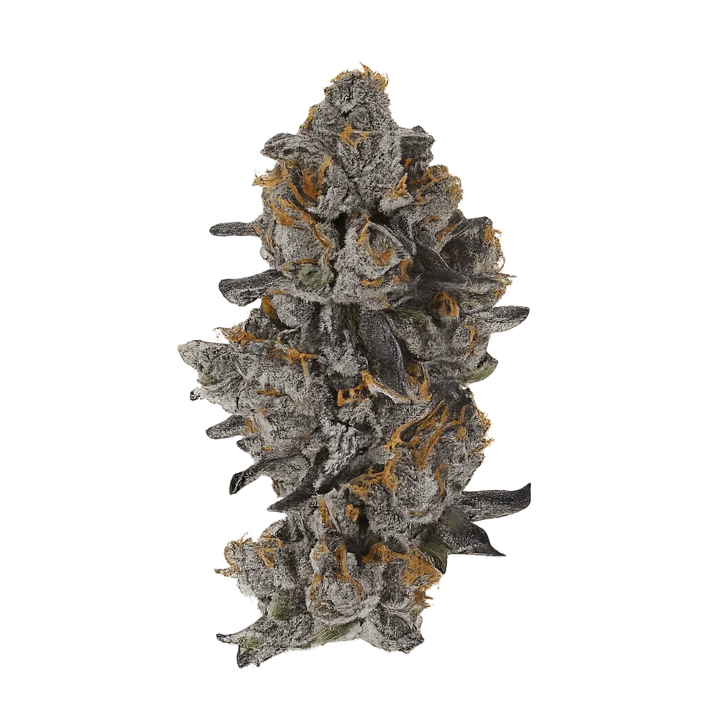 32/1 Amici SLH Super Lemon Haze