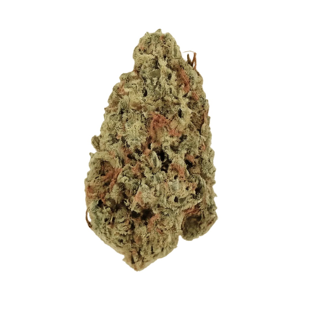 33/1 Amici AC Animal Cookies