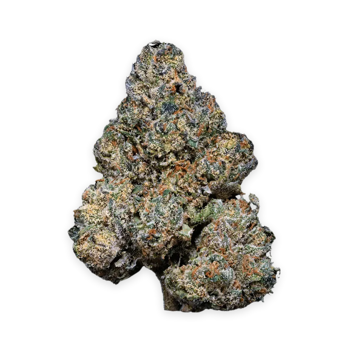 33/1 Amici GB Godberry