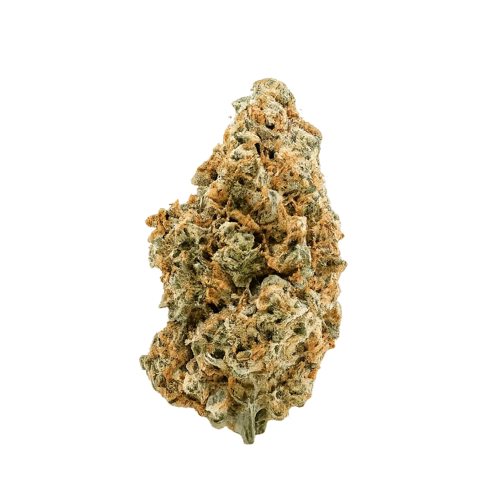 Amici 33/1 STD Stardawg