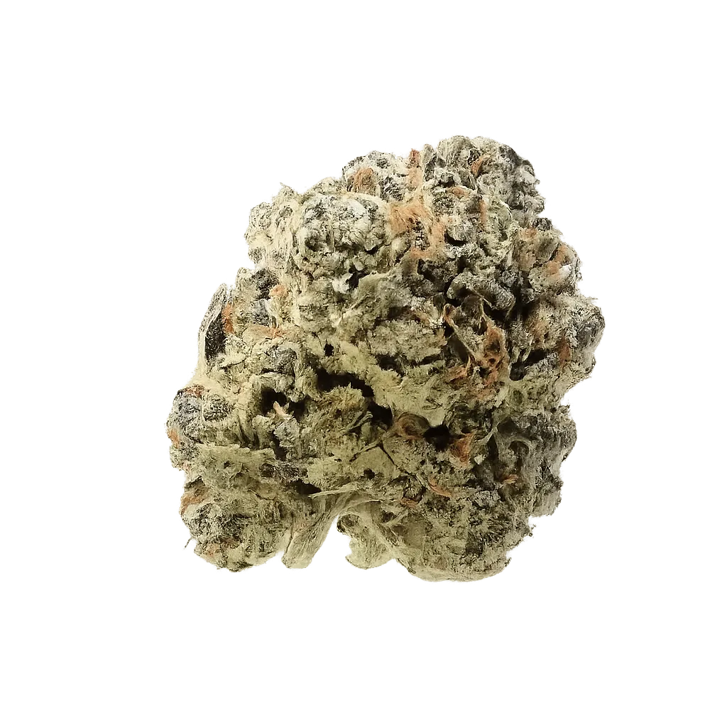 Apollo 22/1 BFT Blue Monkey