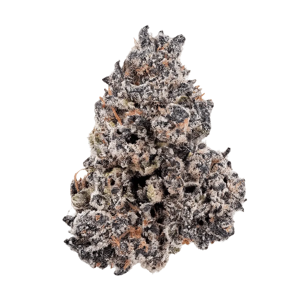 Bathera 24/1 DB Donny Burger