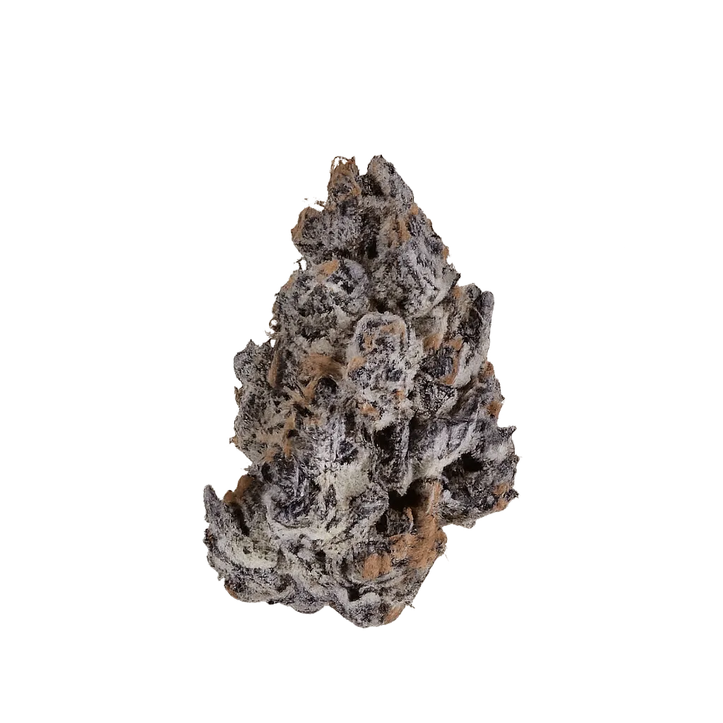 Bathera 29/1 CA SB Super Boof