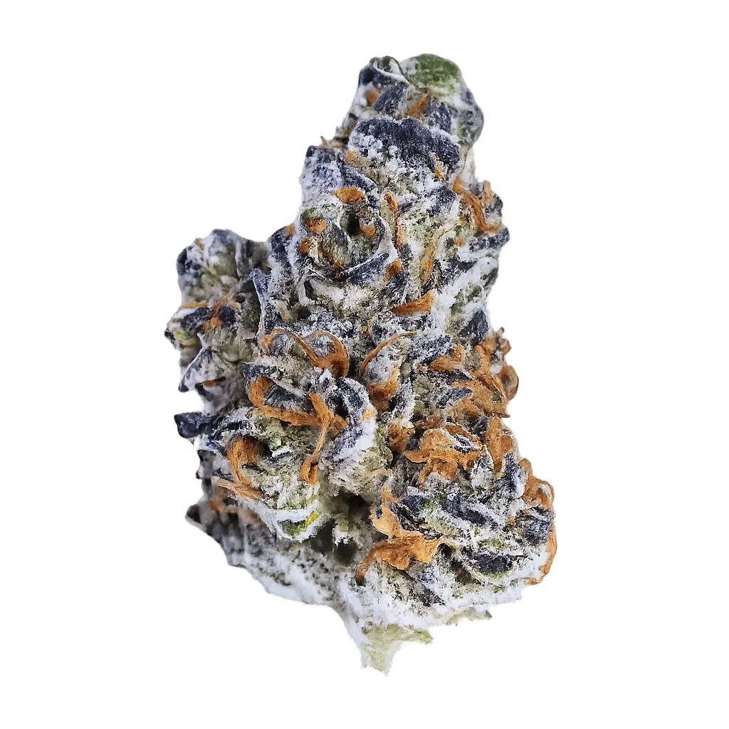 Bathera 33/1 CA GB2 Garlic Breath 2.0