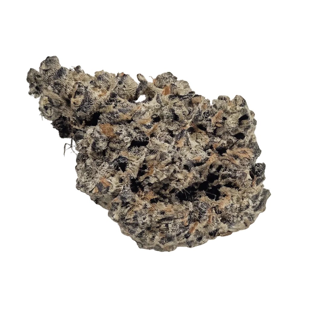 Beacon SCP T32 Sweet Cherry Pie