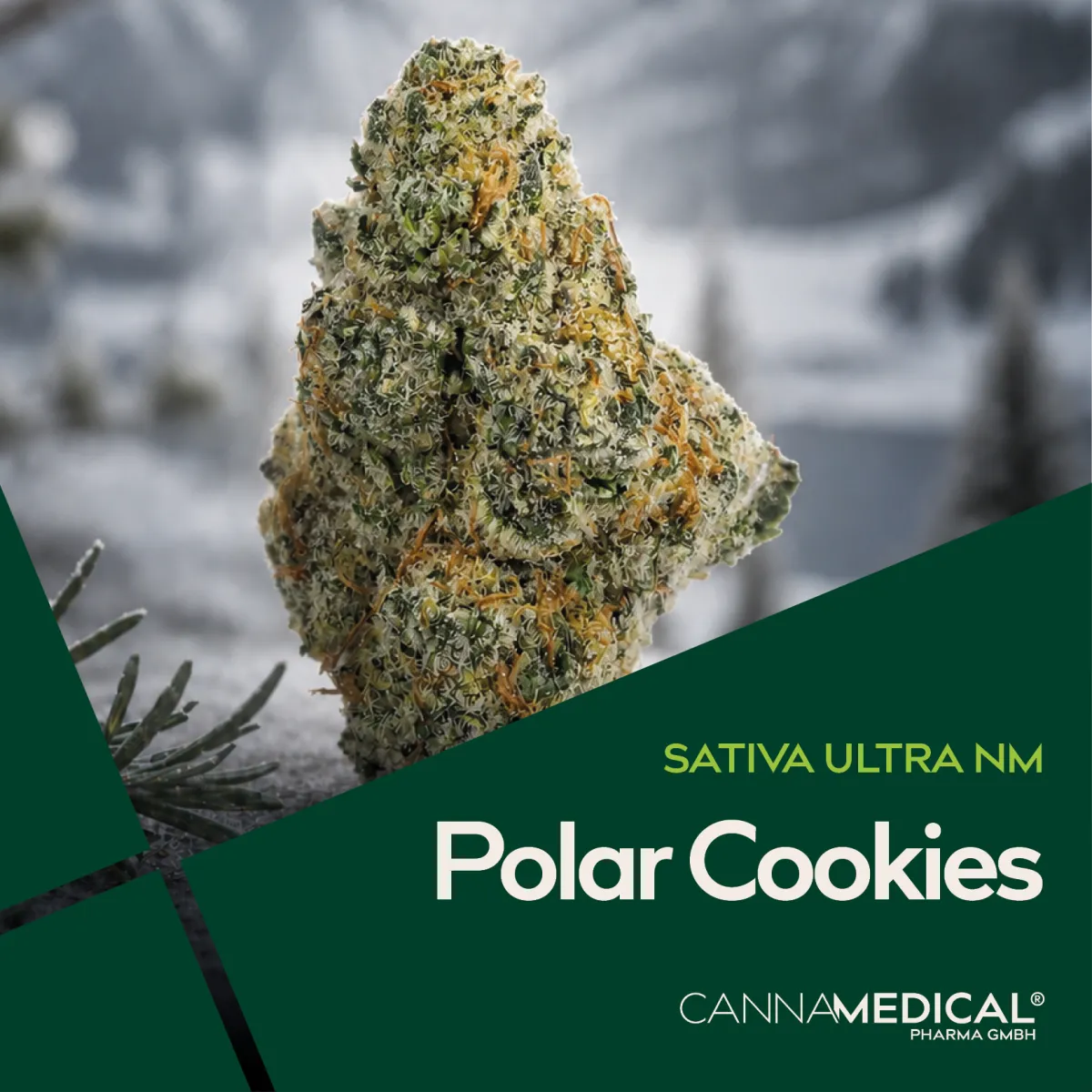 Cannamedical Sativa Ultra NM Polar Cookies