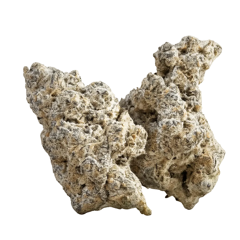 CANVAS SBF THC 27 Super Boof