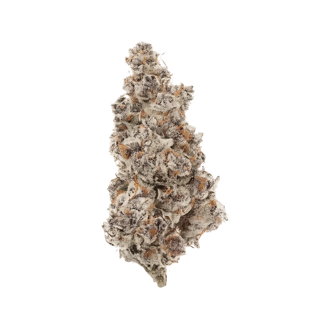 CzechOut 15/1 BLO Blockberry