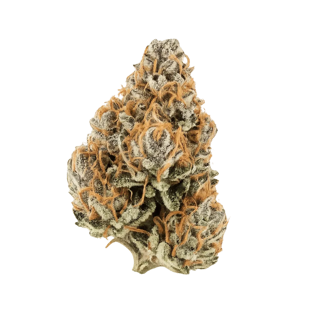 Demecan Core ORNG 19:01 Orange Dreamsicle