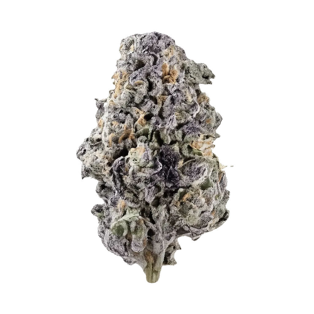 DrWatson 31 AM AUS Alien Mint