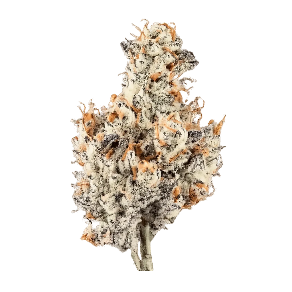 enua 25/1 GLZ CA Garlic Z
