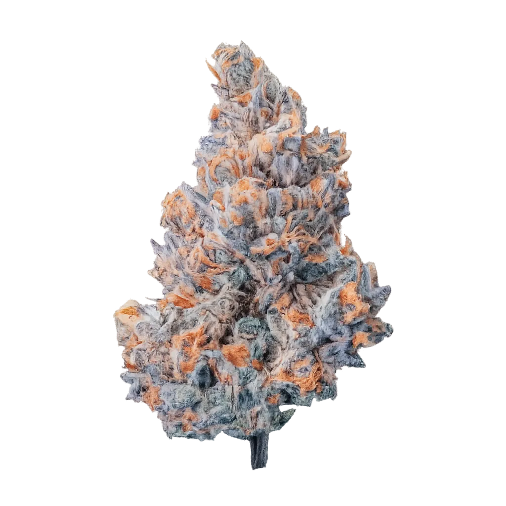 Hi Society WH 28/1 Wedding Haze