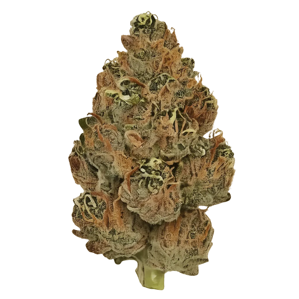 Huala 30/1 CA BKM Banana Kush Mints