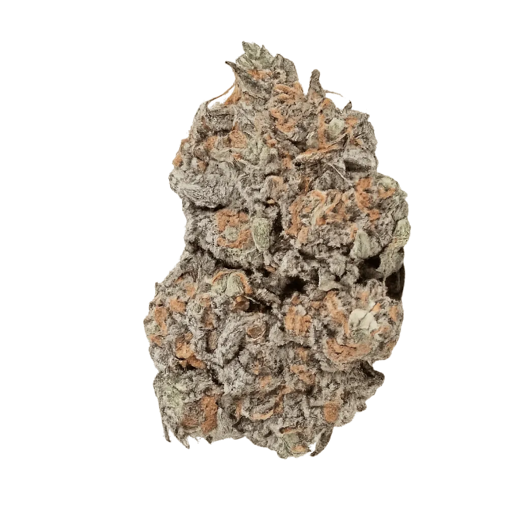 NICE 24/1 LVC Lava Cake