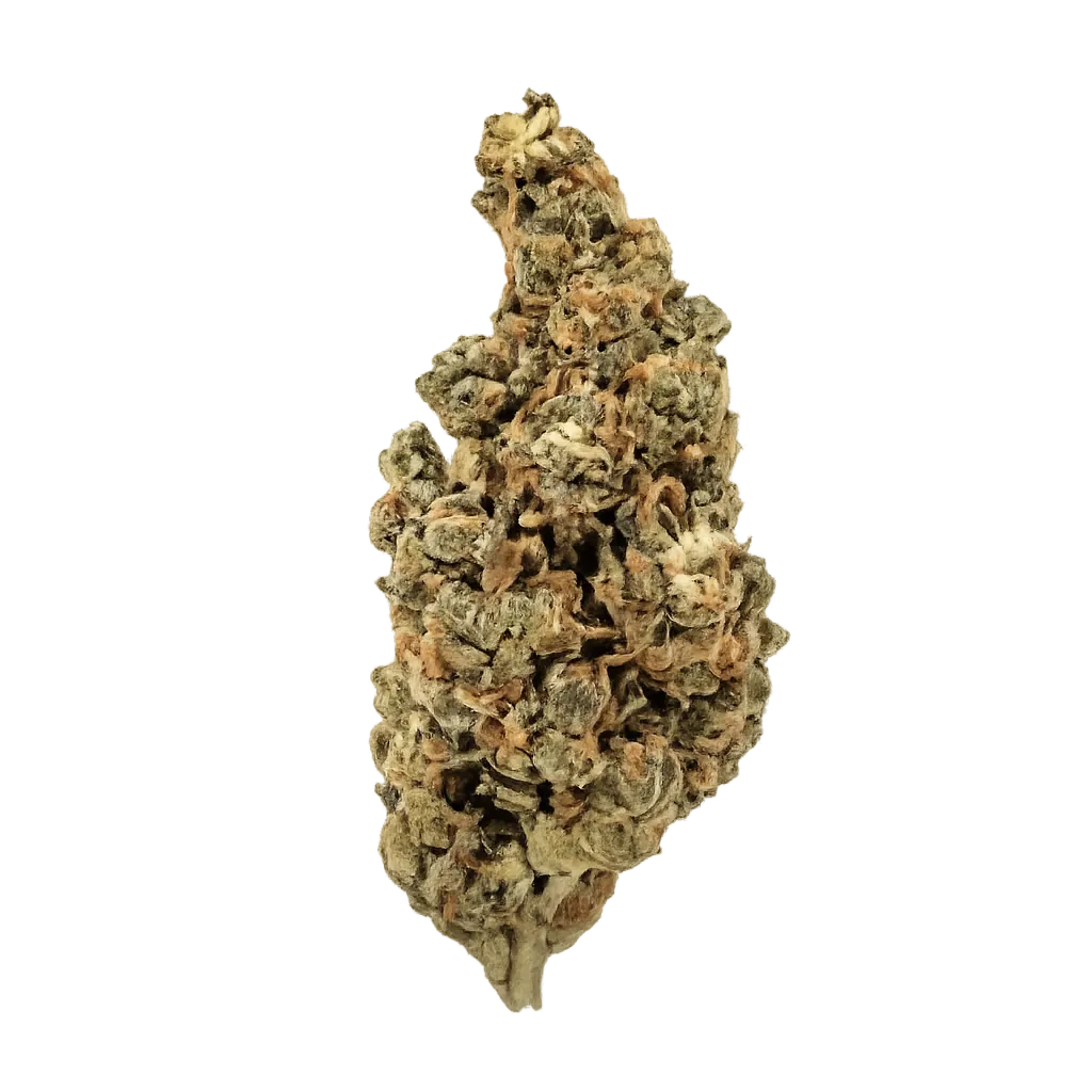 NOC G AS 18/1 ZERKL Amnesia Shocker