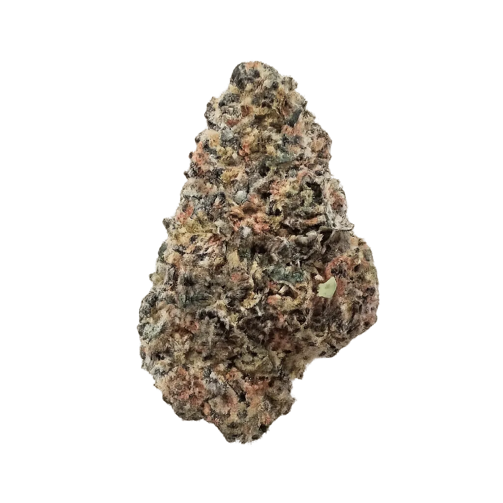 Nordic Forte 27/1 Biscotti Mintz