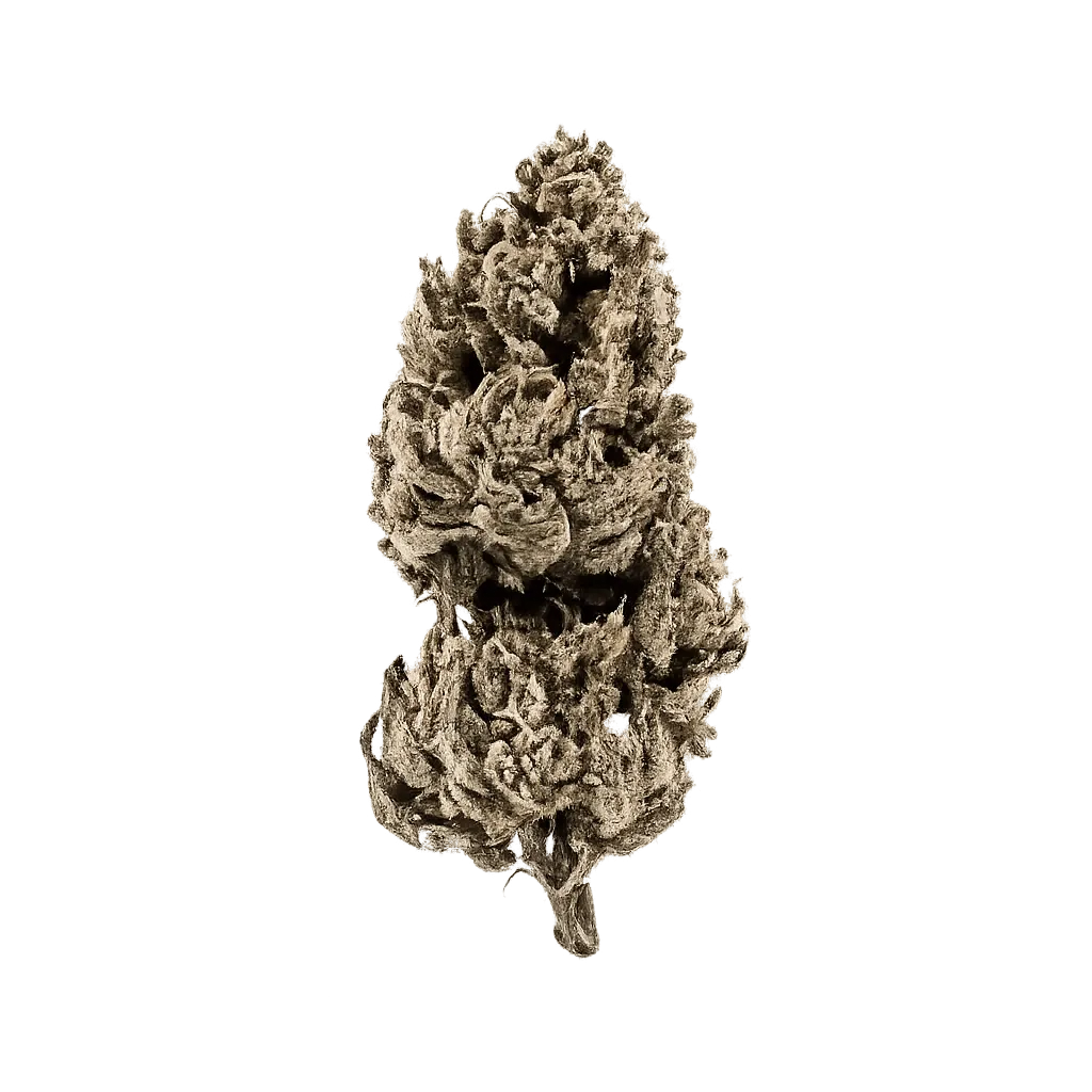 ZOIKS 22/1 MER Meringue